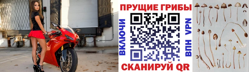 Псилоцибиновые грибы GOLDEN TEACHER Суворов